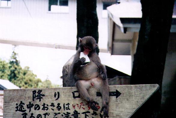 One little monkey, sitting on a sign...