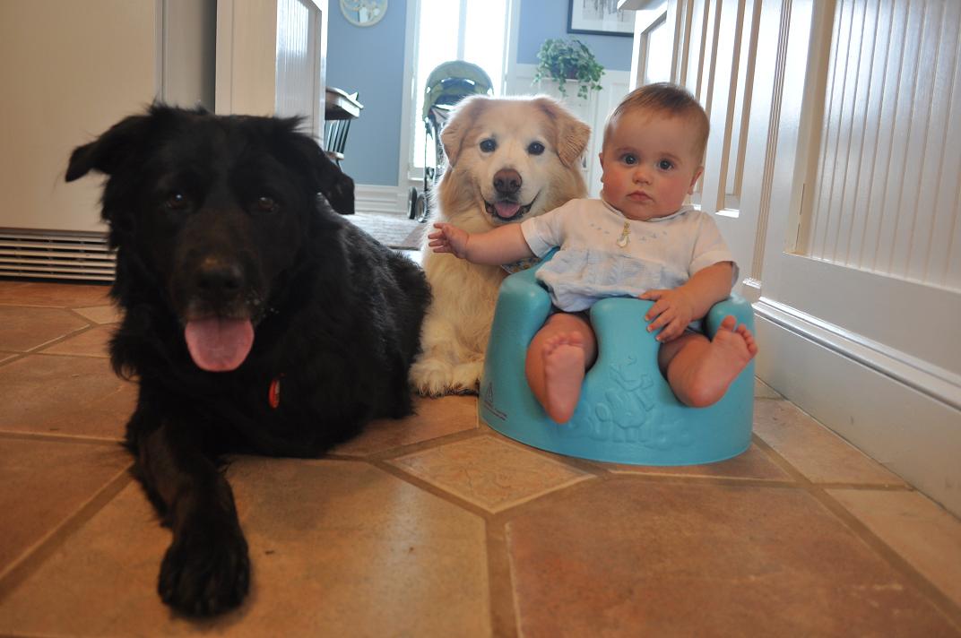 Two wet dogs, one dry baby