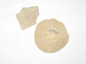 The 40 million year old paper weight-Sand dollars in the Sahara