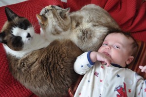 Two cats and a baby