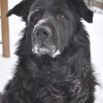 Abby the snow dog