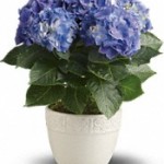 Happy Hydrangea Blue from Teleflora