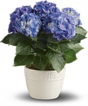 Teleflora gets your Mother’s Day going with flowers