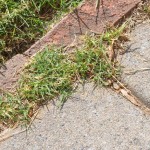 Weeds before boiling water