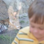 Big critter, small toddler at The Animal Kingdom