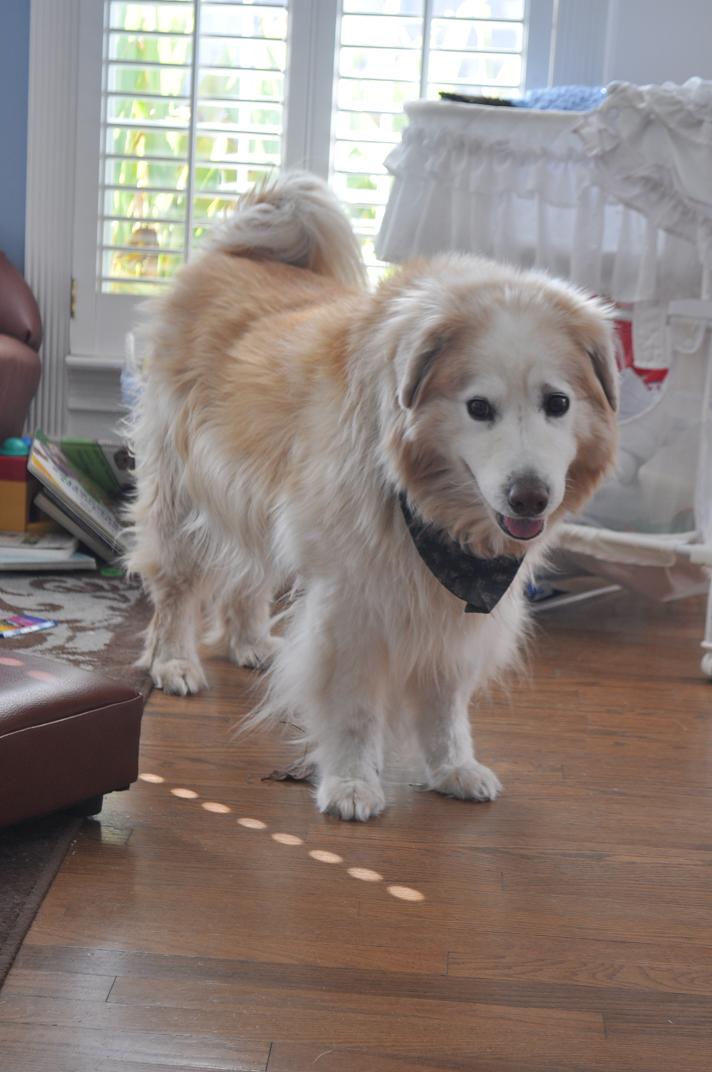 A dog, toddler and dirty diapers meet in a bar