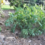 Tomato garden, soon to have time capsule elements