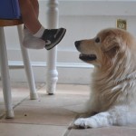 A penitent dog waits for food from a toddler