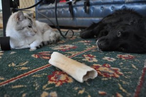 Ripley, about to come to blows with a sleepy dog over a bone. 