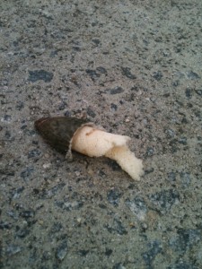 The Stinkhorn mushroom on the driveway