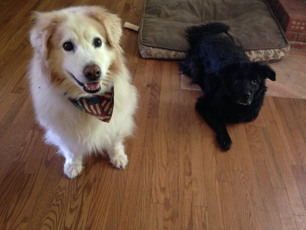 The dogs wait for food 