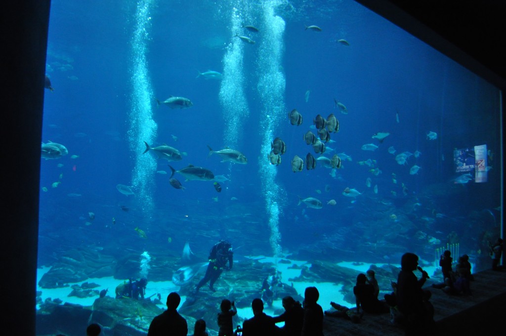 Ocean Voyager room at Georgia Aquarium 