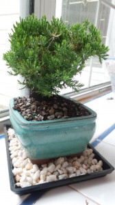 Juniper bonsai from ProFlowers