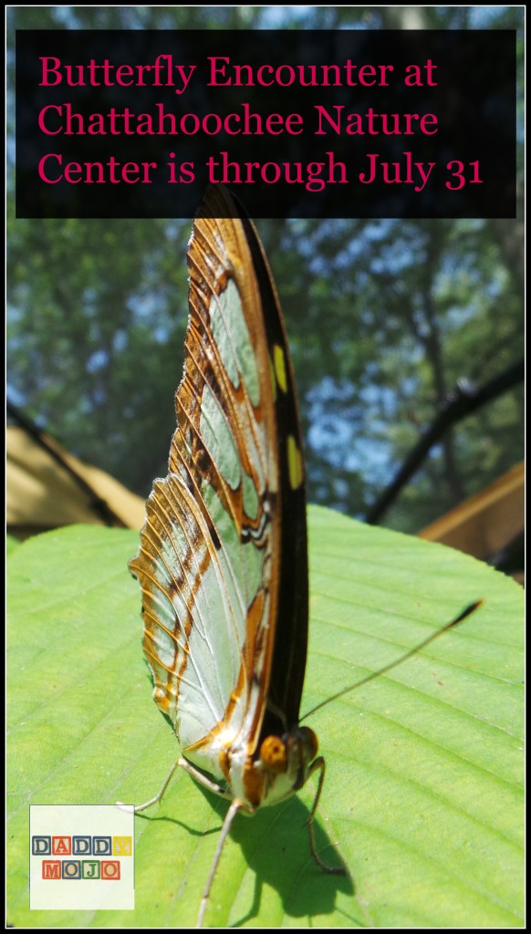 Butterfly Encounter at Chattahoochee Nature Center is through July 31