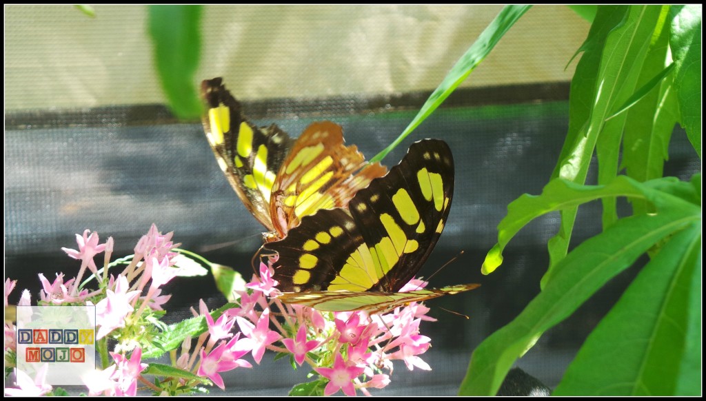 Butterfly Encounter at Chattahoochee Nature Center is through July 31