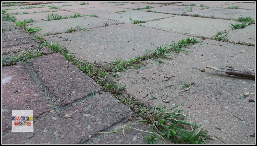 Naptime DIY: BEFORE killing weeds with the BernzOmatic Lawn and Garden Torch