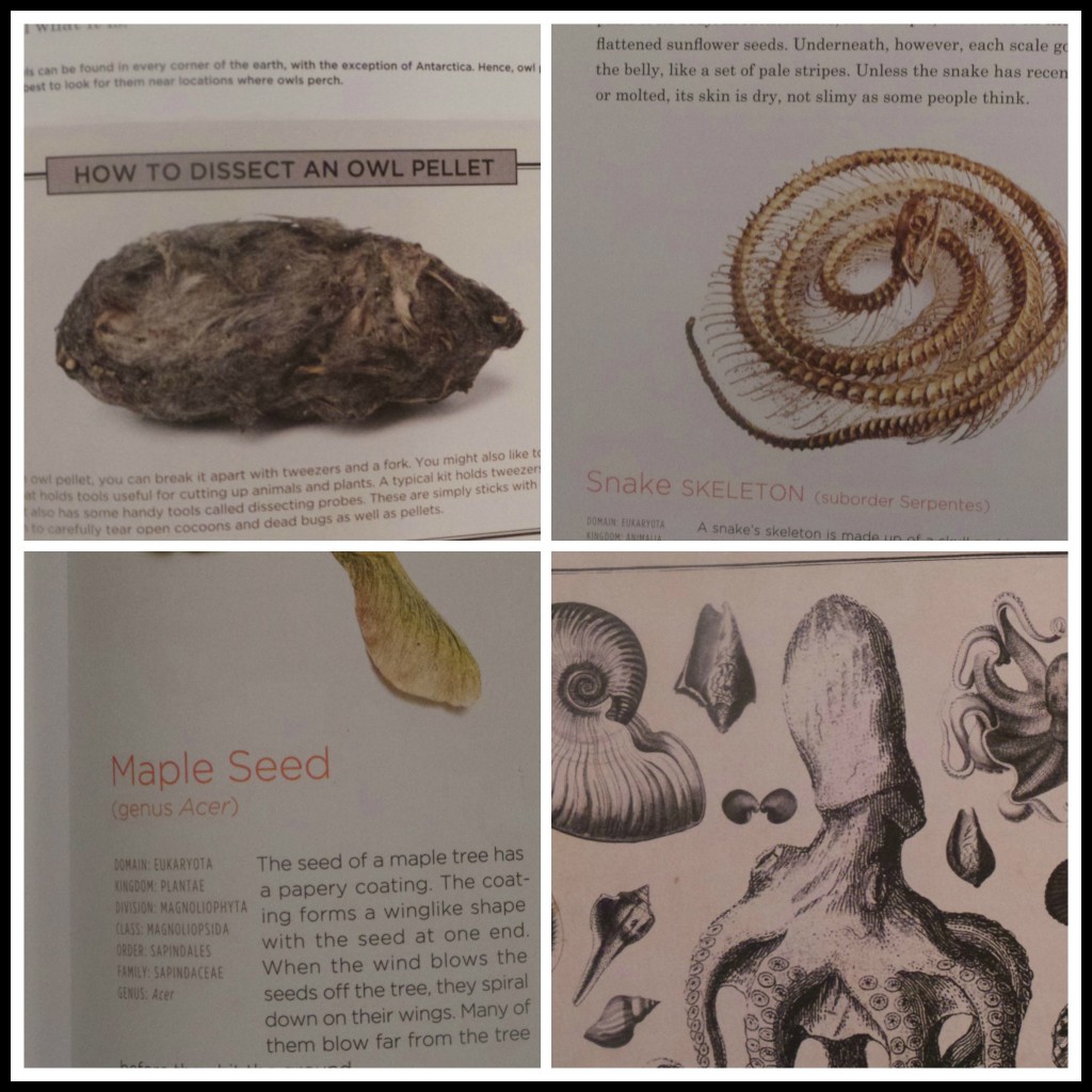 Cabinet of Curiosities, a book on the wonders of the natural world