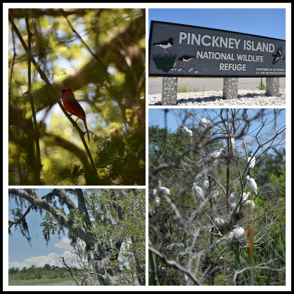 Pinckney Island, Hilton Head Island, nature, birds, 