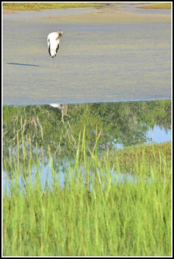 Pinckney Island, Hilton Head Island, nature, birds, 