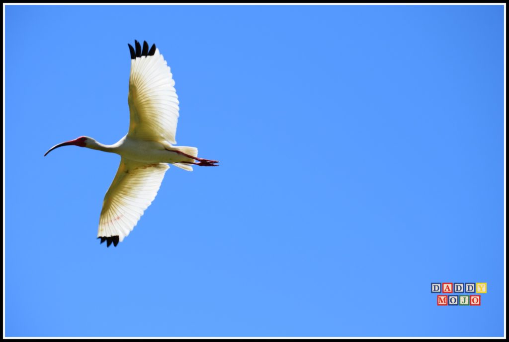 Pinckney Island, Hilton Head Island, nature, birds, 