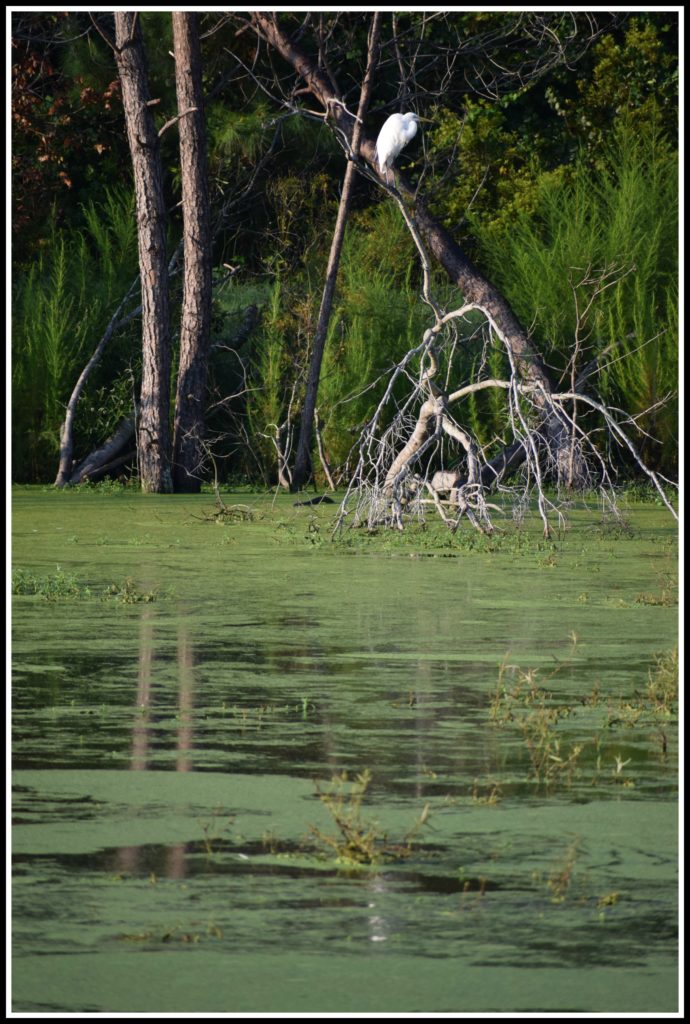 Pinckney Island, Hilton Head Island, nature, birds, 