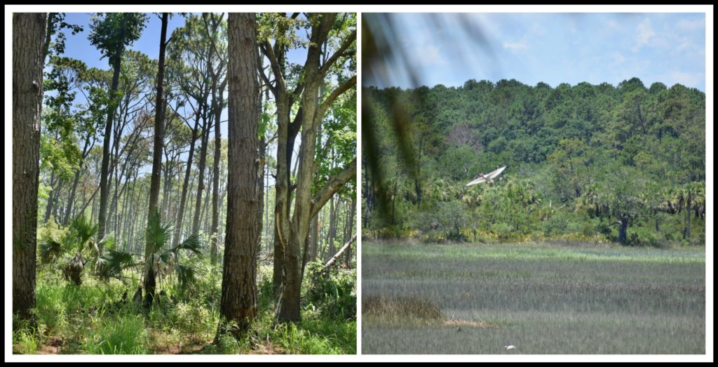 Pinckney Island, Hilton Head Island, nature, birds, 