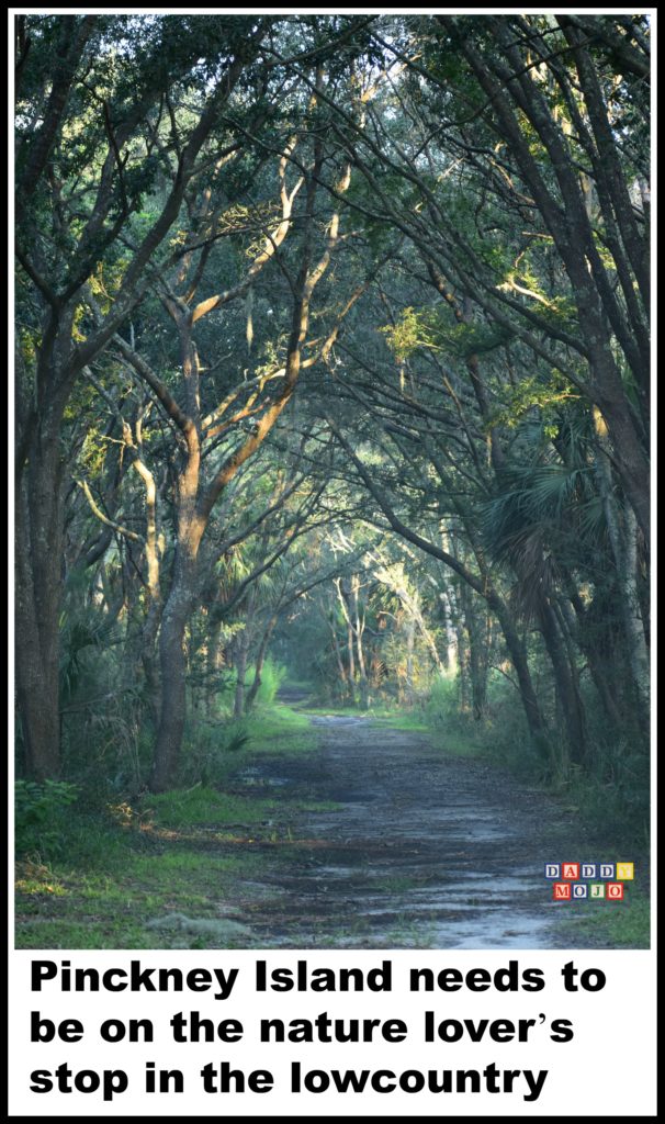 Pinckney Island, Hilton Head Island, nature, birds, 