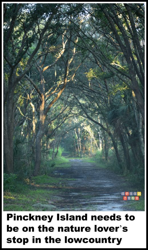 Pinckney Island, Hilton Head Island, nature, birds,