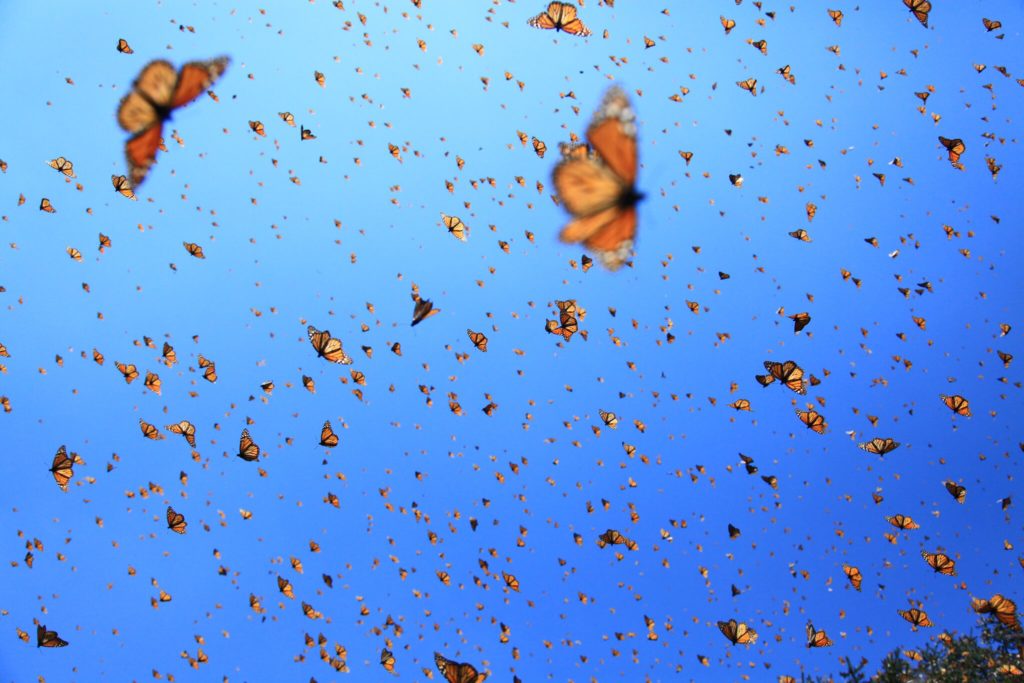 Flight of the butterflies, fernbank, fernbank museum of natural history, butterflies,