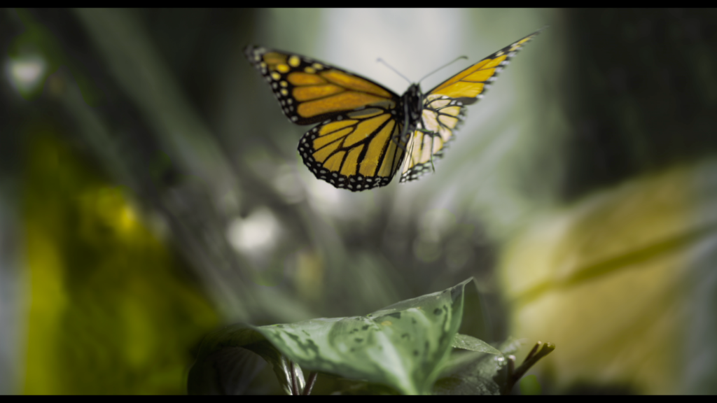 Flight of the butterflies, fernbank, fernbank museum of natural history, butterflies,