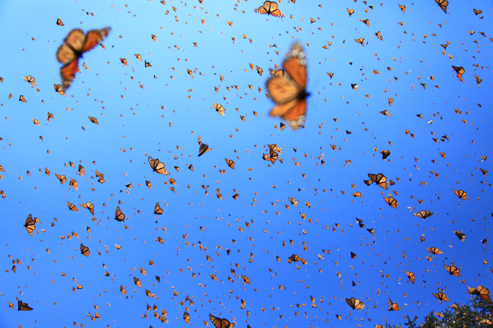 Flight of the Butterflies, now at Fernbank through 1/10