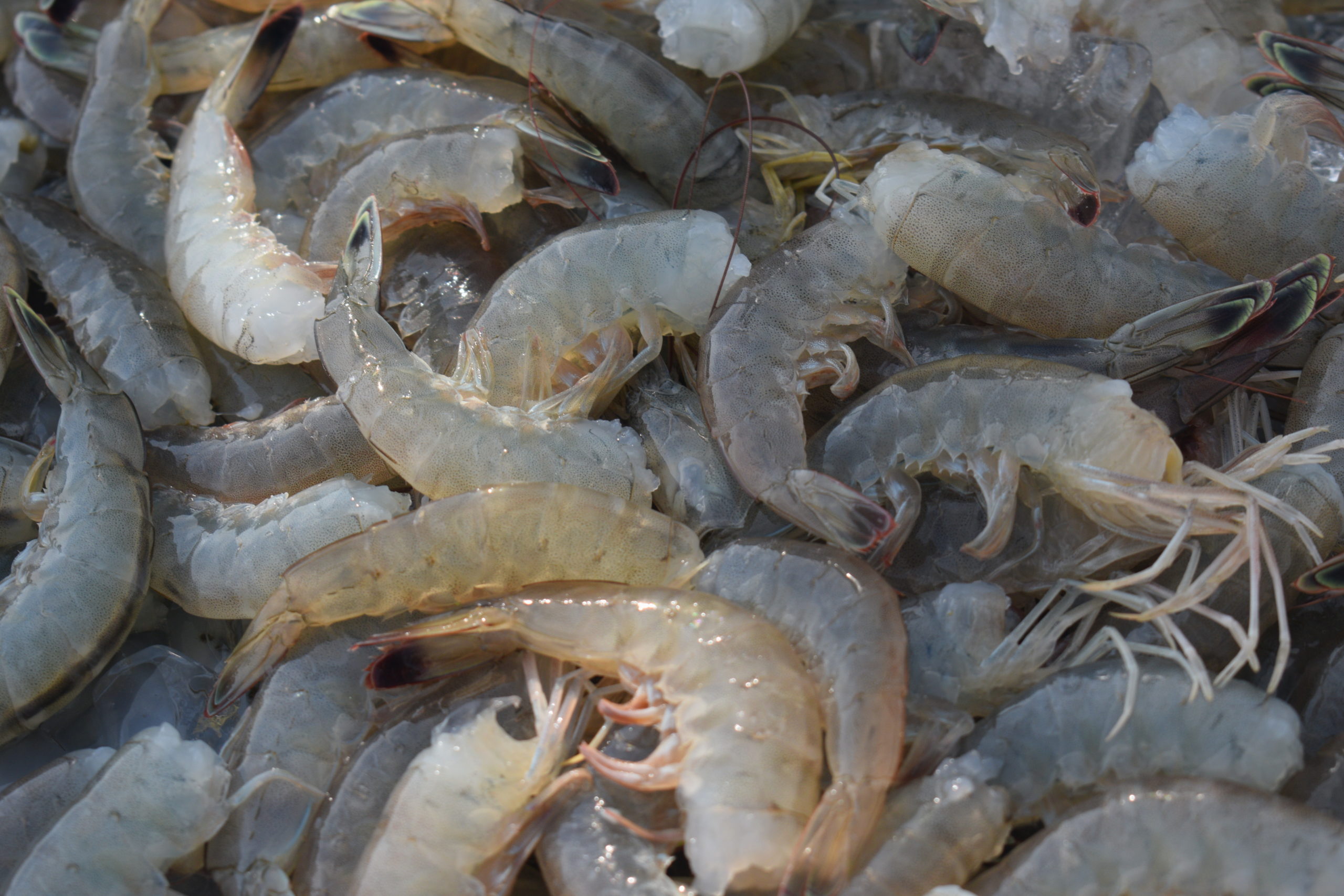 How to go shrimp fishing in Hilton Head Island