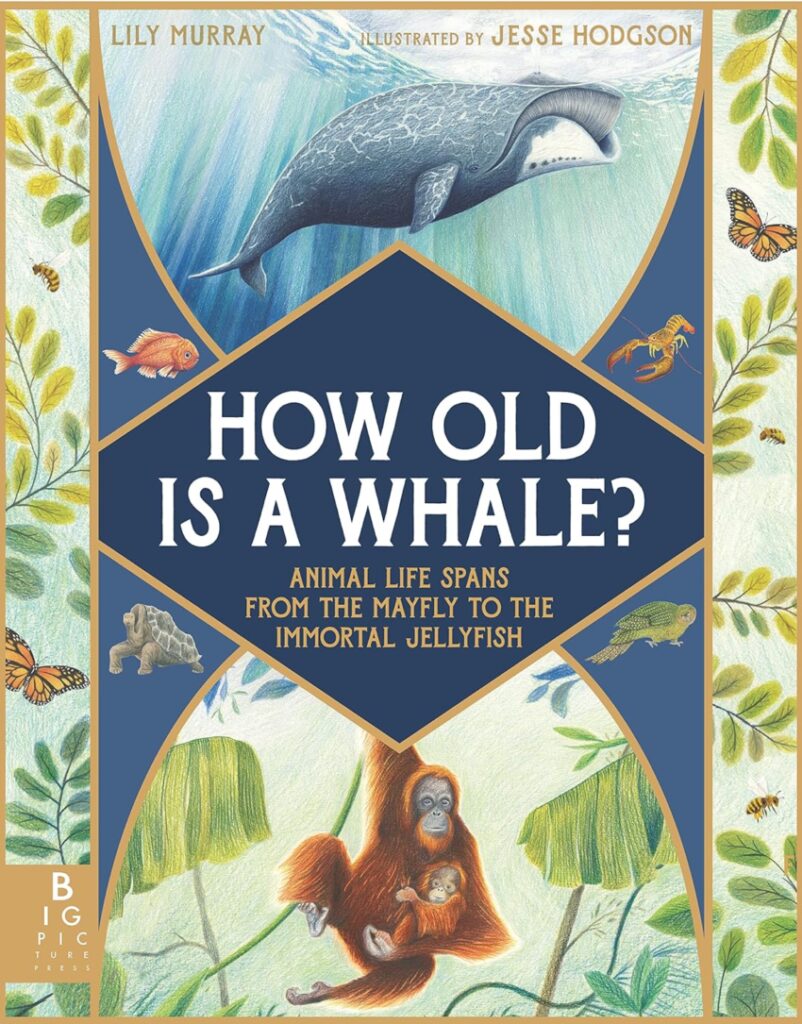 How Old is a Whale? asks the question that every elementary kids poses, plus dozens of other age-related ones on animals of all sizes.