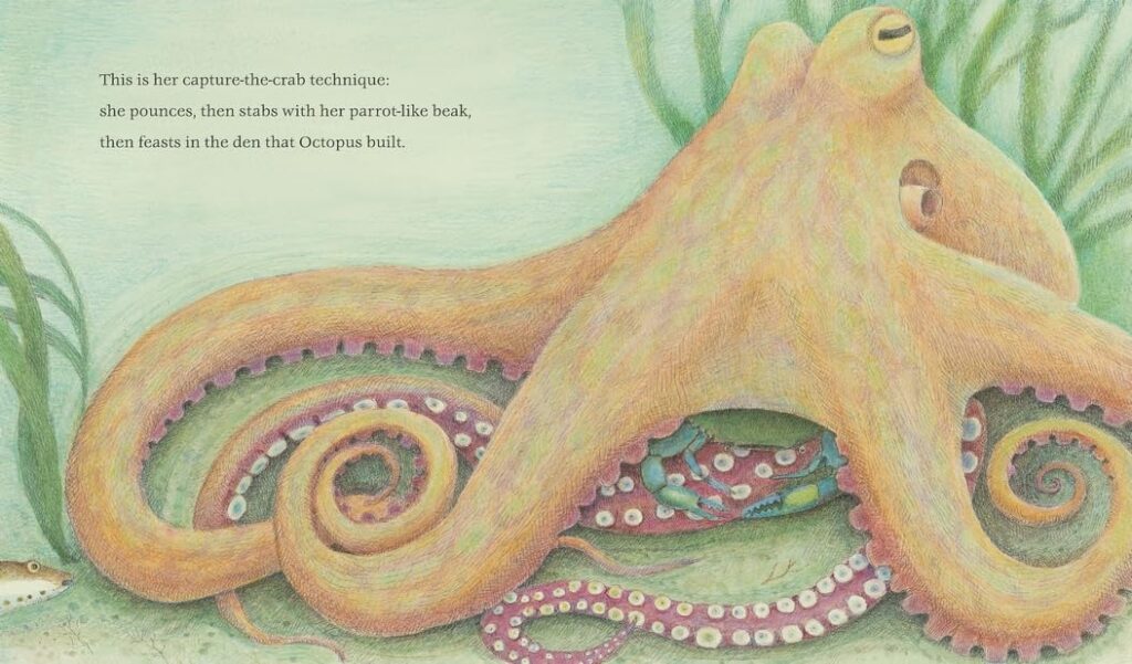 The Den That Octopus Built is a poetic illustrated book that sucks young readers in with its eight tentacles of knowledge and fun and doesn’t let go.