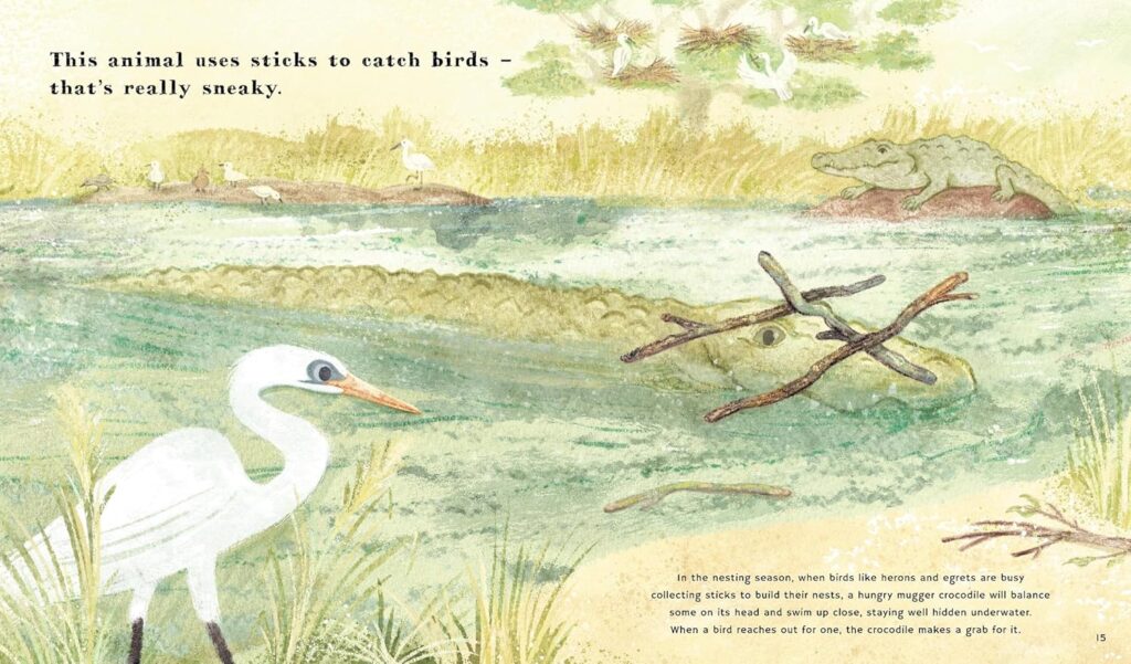 Find Out About: Animal Tools is a gentle illustrated book that leads with illustrations and drives home the non-fiction with short scenes of animals using tools that get’s kids to think.